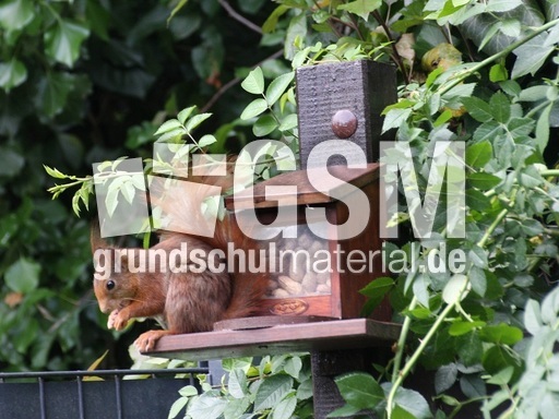 Eichhörnchen-4493.jpg
